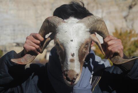 sheep 