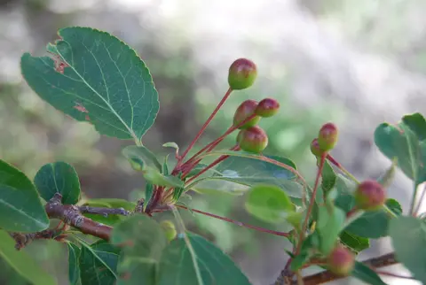 gumbaly fruits